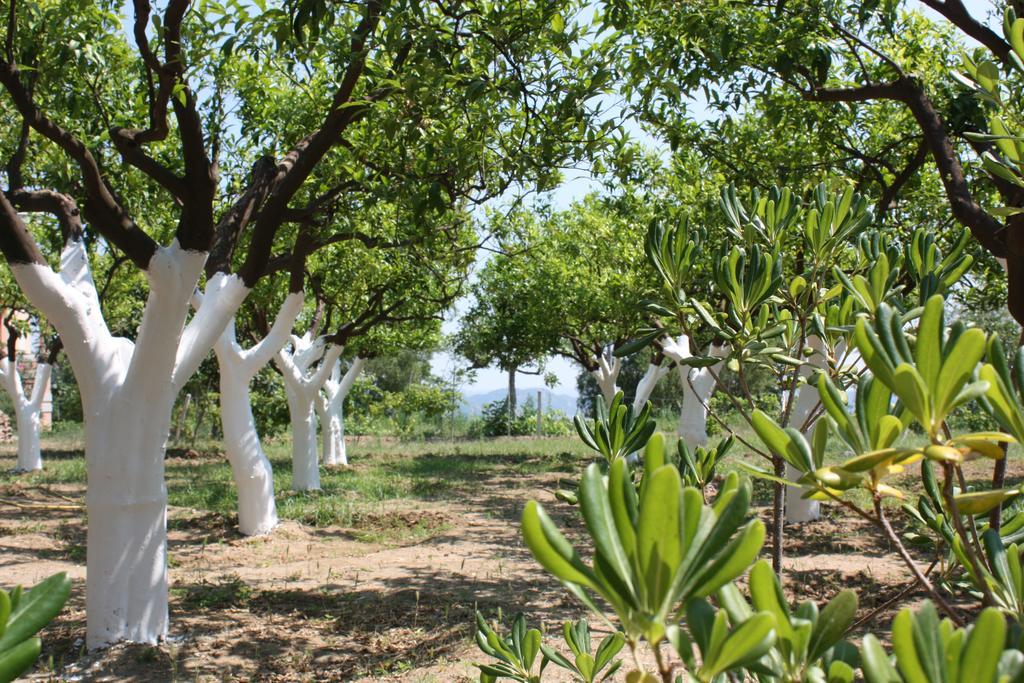 Azienda Agrituristica Biologica Il Querceto Αγία Σεβερίνα Εξωτερικό φωτογραφία